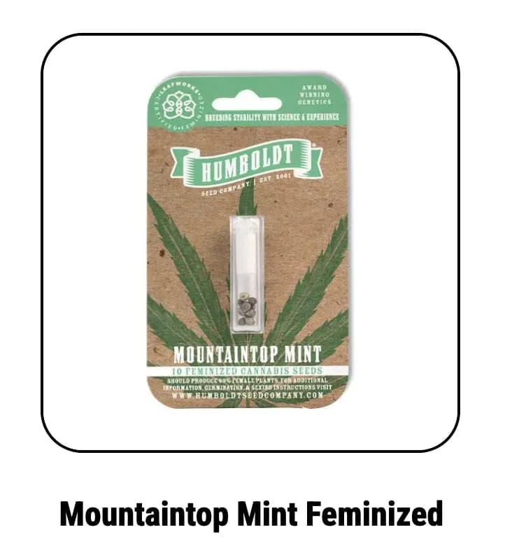 Humboldt Seed Company | Mountaintop Mint | Feminized Seeds