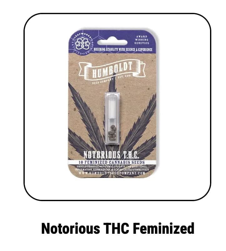 Humboldt Seed Company | Notorious THC | Feminized Seeds