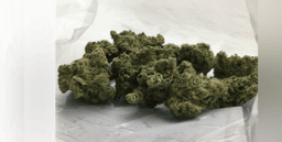 Indoor Flower 3.5 Gram - Durban Poison (Sativa) thumbnail 1