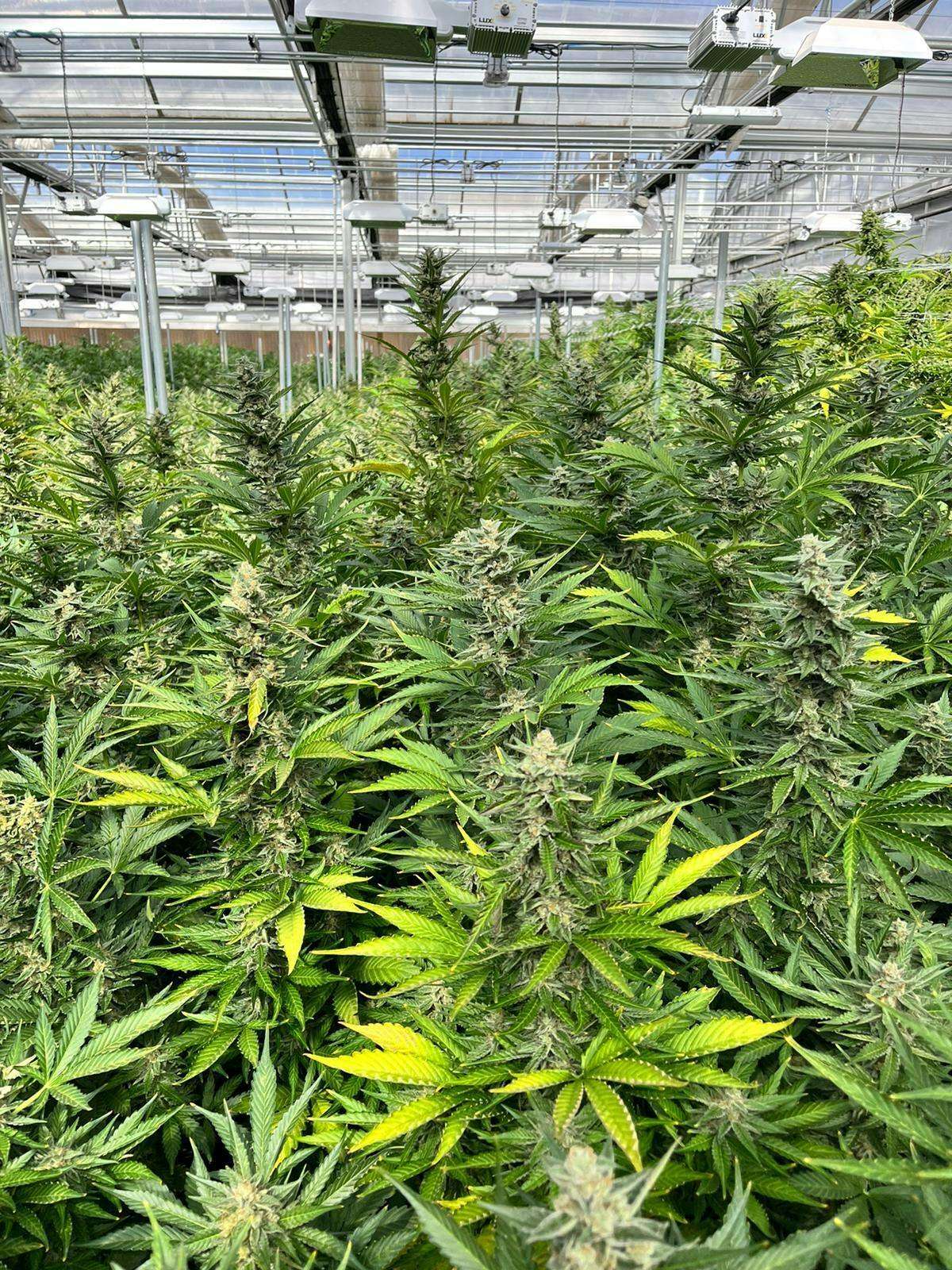 Ultra Health - Portales storefront banner - recreational marijuana dispensary
