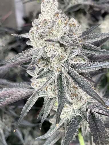 Ridankulous Alamogordo storefront banner - recreational marijuana dispensary