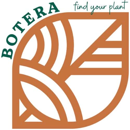 Botera - Taunton storefront banner - recreational marijuana dispensary