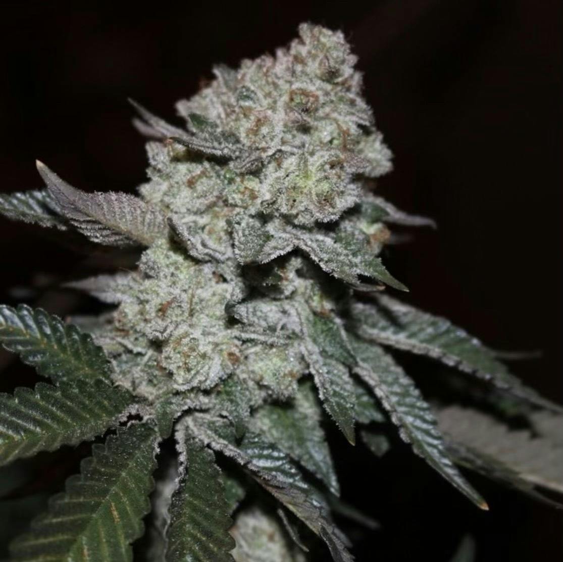 Gelato 41