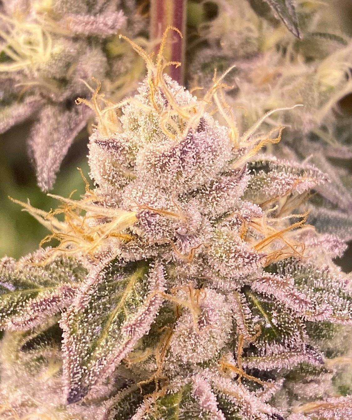 GMO