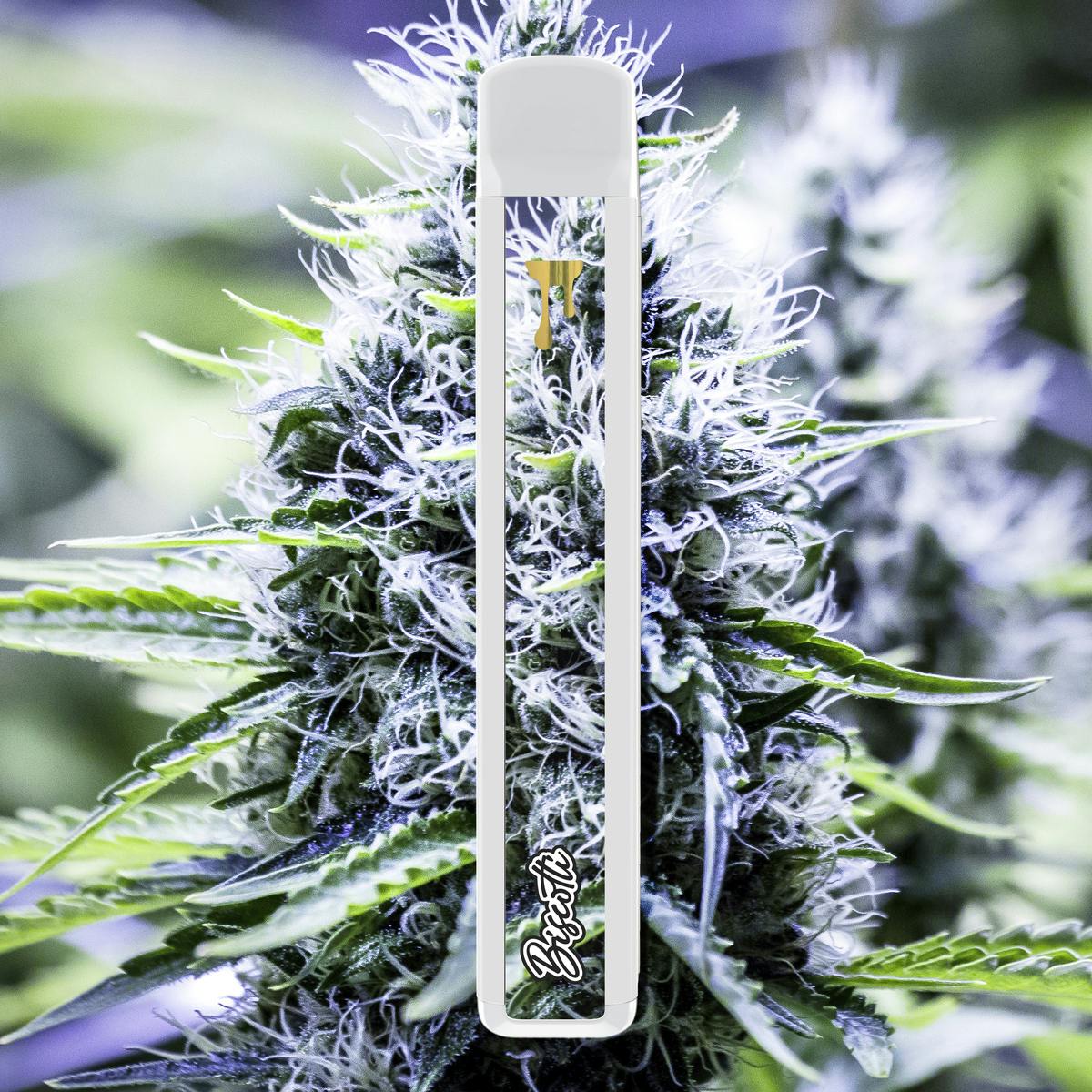 Cryo Cured Resin - Biscotti - 1G Disposable