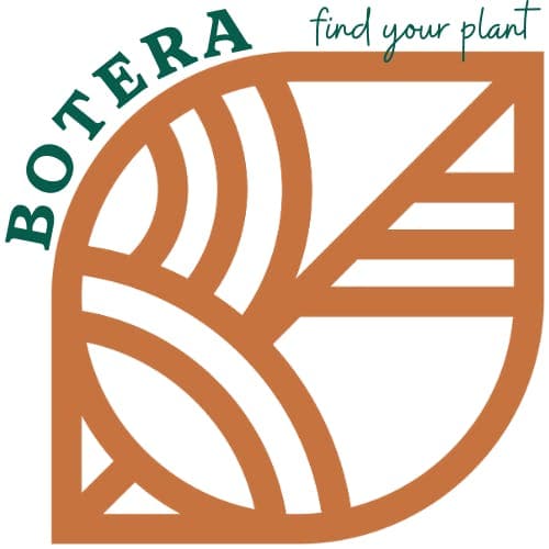 Botera - Taunton logo